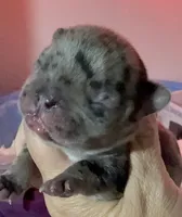 Mario, a male French Bulldog for sale in Phoenix, AZ – 3 of 4