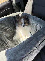 Lincoln, a male Pomeranian for sale in Phoenix, AZ – 4 of 6