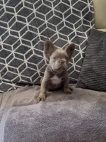 Zee, a male French Bulldog for sale in Phoenix, AZ – 3 of 4