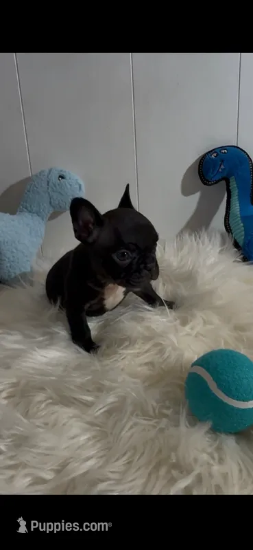 Tango  – French Bulldog puppy for sale in Phoenix, AZ