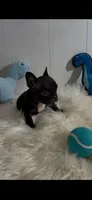 Tango , a male French Bulldog for sale in Tehachapi, CA – 1 of 2