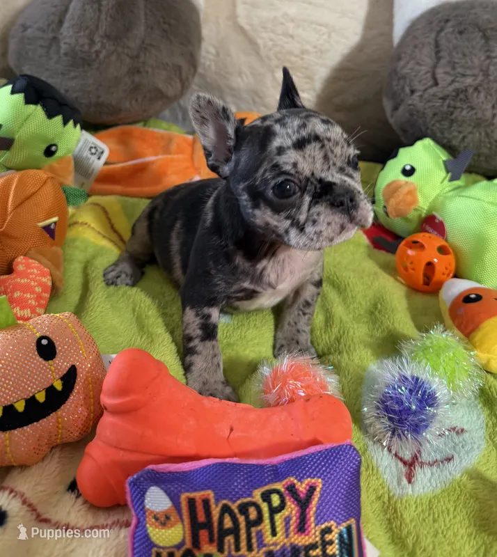 Fiona – French Bulldog puppy for sale in Phoenix, AZ