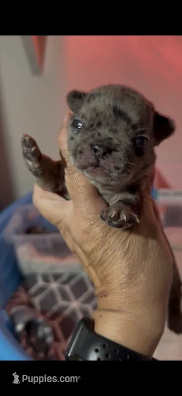 Mario – French Bulldog puppy for sale in Phoenix, AZ