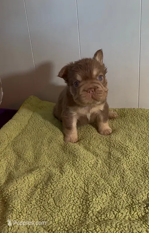 Chunk  – French Bulldog puppy for sale in Tehachapi, CA