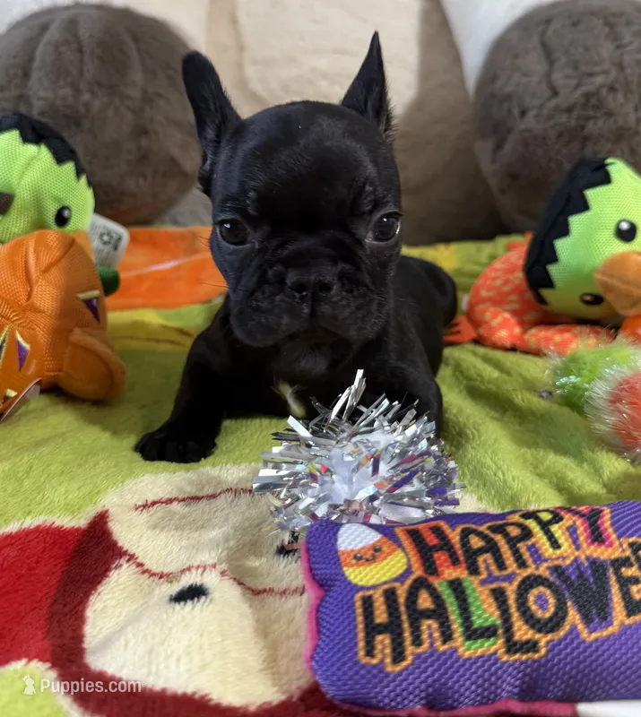 Cash  – French Bulldog puppy for sale in Phoenix, AZ
