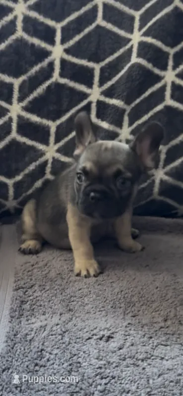 Mask  – French Bulldog puppy for sale in Phoenix, AZ