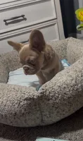 Tee, a female French Bulldog for sale in Tehachapi, CA – 3 of 3