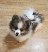 Lincoln, a male Pomeranian for sale in Phoenix, AZ – 2 of 6