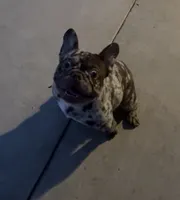 Gordo, a male French Bulldog for sale in Tehachapi, CA – 3 of 3