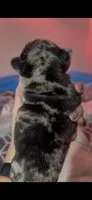 Fiona, a female French Bulldog for sale in Phoenix, AZ – 2 of 2