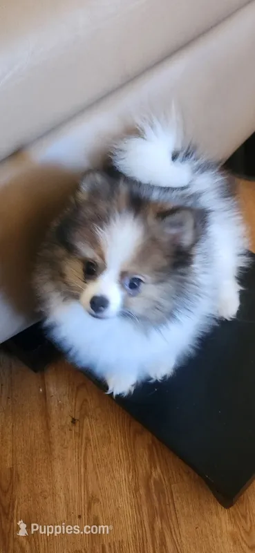 Lincoln – Pomeranian puppy for sale in Phoenix, AZ