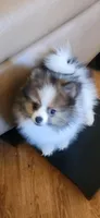 Lincoln, a male Pomeranian for sale in Phoenix, AZ – 1 of 6