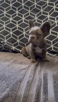 Zee, a male French Bulldog for sale in Phoenix, AZ – 2 of 4