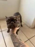 Ruby Red , a female French Bulldog for sale in Phoenix, AZ – Photo 3 of 3