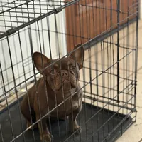 Ruby Red , a female French Bulldog for sale in Phoenix, AZ – Photo 2 of 3