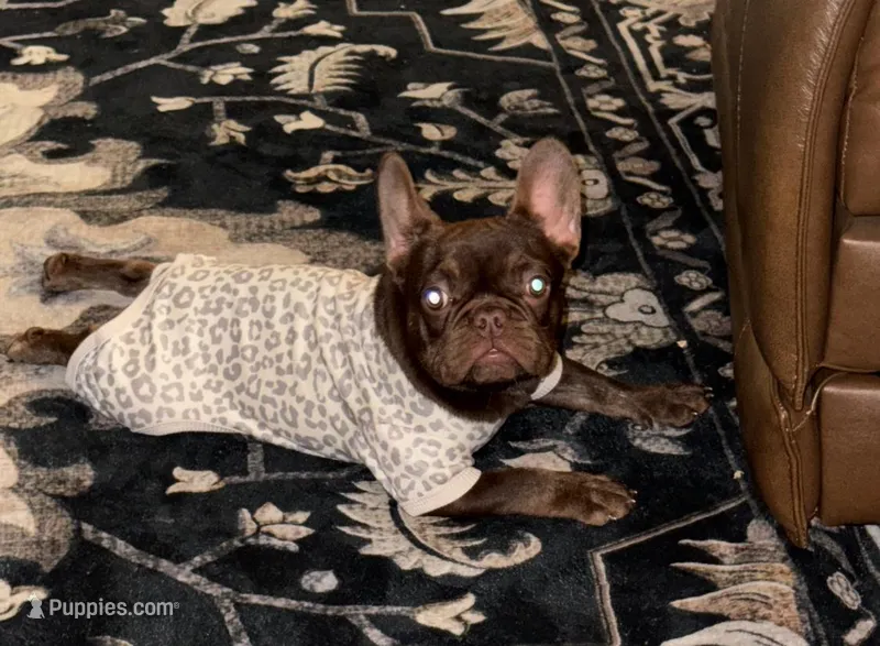Ruby Red  – French Bulldog puppy for sale in Phoenix, AZ