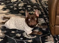 Ruby Red , a female French Bulldog for sale in Phoenix, AZ – Photo 1 of 3
