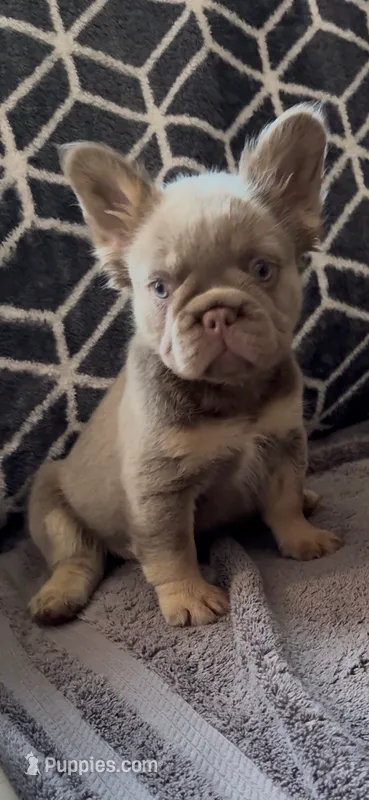 Cassy – French Bulldog puppy for sale in Phoenix, AZ