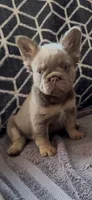 Cassy, a female French Bulldog for sale in Phoenix, AZ – 1 of 1