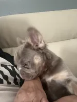 Cassy, a female French Bulldog for sale in Phoenix, AZ – 2 of 3