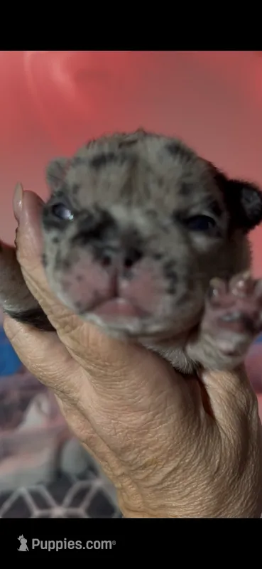 Fiona – French Bulldog puppy for sale in Phoenix, AZ