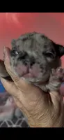 Fiona, a female French Bulldog for sale in Phoenix, AZ – 1 of 2