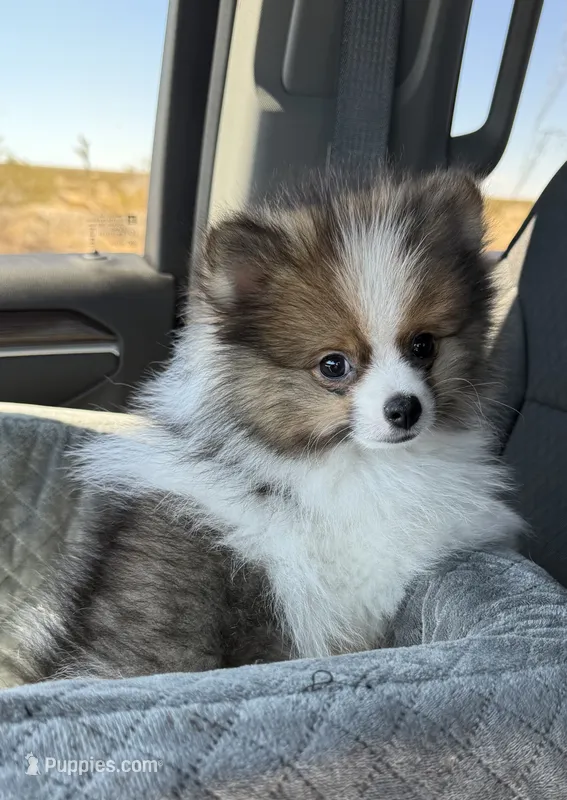 Lincoln – Pomeranian puppy for sale in Phoenix, AZ