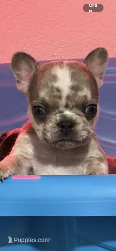Theodore  – French Bulldog puppy for sale in Phoenix, AZ