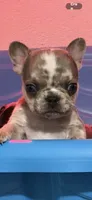 Theodore , a male French Bulldog for sale in Phoenix, AZ – 1 of 1
