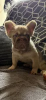 Rollie , a male French Bulldog for sale in Phoenix, AZ – 3 of 3