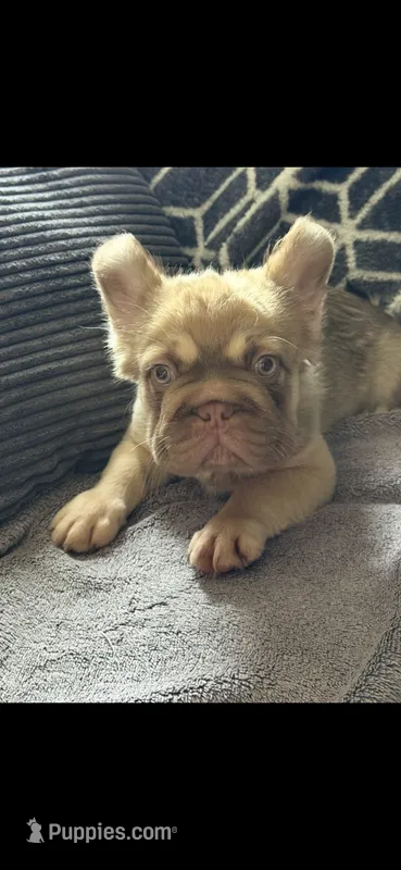 Rollie  – French Bulldog puppy for sale in Phoenix, AZ