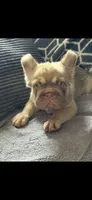 Rollie , a male French Bulldog for sale in Phoenix, AZ – 1 of 3