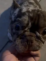 Gordo, a male French Bulldog for sale in Tehachapi, CA – 2 of 3