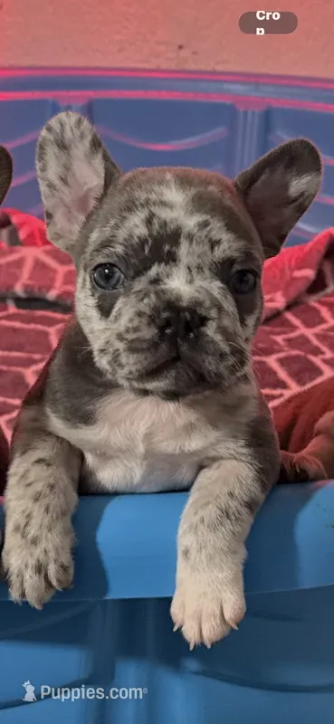 Simon – French Bulldog puppy for sale in Phoenix, AZ