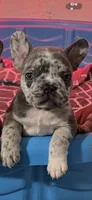 Simon, a male French Bulldog for sale in Phoenix, AZ – 1 of 1