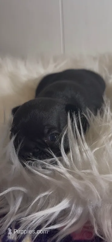 Cash  – French Bulldog puppy for sale in Phoenix, AZ