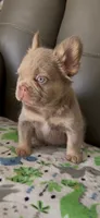 Cassy, a female French Bulldog for sale in Tehachapi, CA – 3 of 3