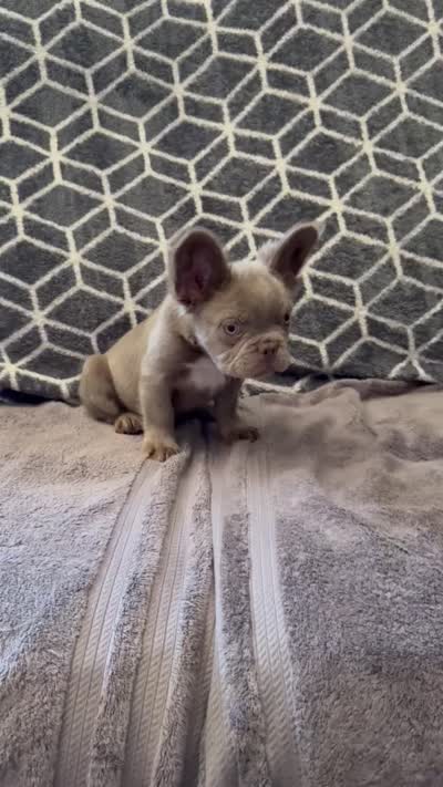 Zee, a male French Bulldog for sale in Phoenix, AZ – 4 of 4