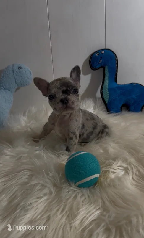 Luigi – French Bulldog puppy for sale in Phoenix, AZ