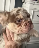 Theodore, a male French Bulldog for sale in Tehachapi, CA – 3 of 3