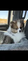 Lincoln, a male Pomeranian for sale in Phoenix, AZ – 5 of 6