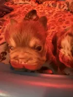 Chunk , a male French Bulldog for sale in Phoenix, AZ – 2 of 5