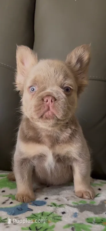 Cassy – French Bulldog puppy for sale in Tehachapi, CA