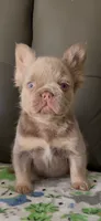 Cassy, a female French Bulldog for sale in Tehachapi, CA – 1 of 3