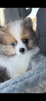 Lincoln, a male Pomeranian for sale in Phoenix, AZ – 6 of 6