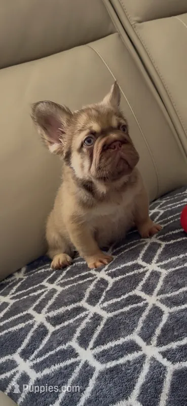 Rollie  – French Bulldog puppy for sale in Phoenix, AZ