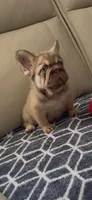 Rollie , a male French Bulldog for sale in Phoenix, AZ – 1 of 3