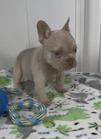 Bruce, a male French Bulldog for sale in Tehachapi, CA – 2 of 2