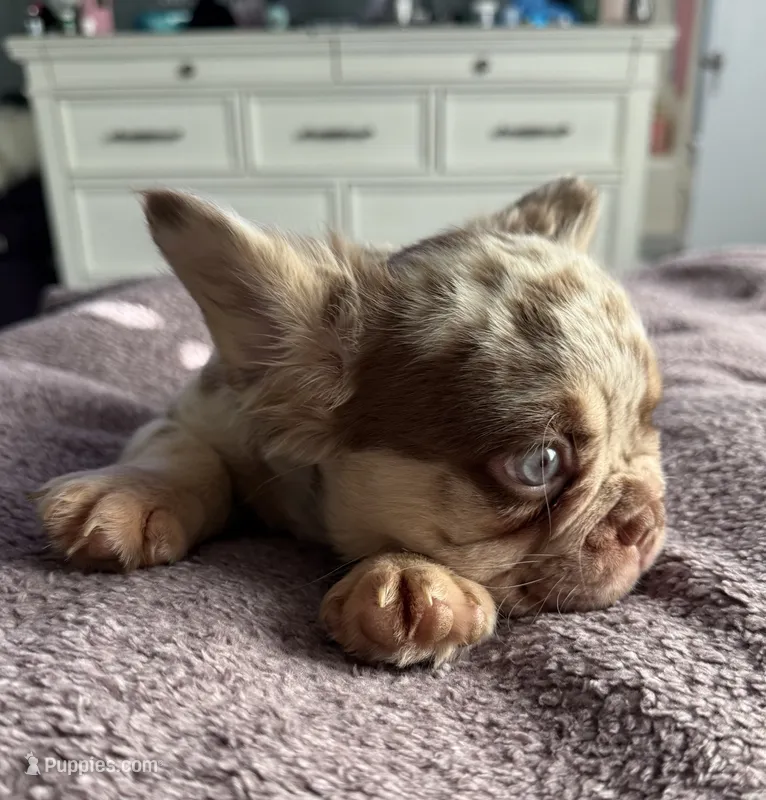 Theodore – French Bulldog puppy for sale in Tehachapi, CA
