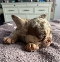 Theodore, a male French Bulldog for sale in Tehachapi, CA – 1 of 3